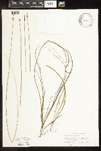 Schoenoplectus subterminalis image