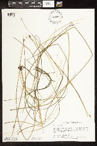 Schoenoplectus subterminalis image