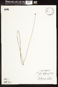 Schoenoplectus subterminalis image