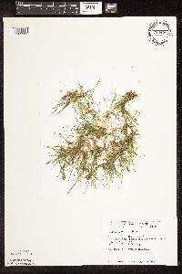Schoenoplectus subterminalis image