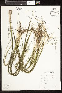 Schoenoplectus subterminalis image