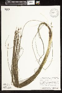 Schoenoplectus subterminalis image