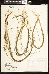 Schoenoplectus subterminalis image