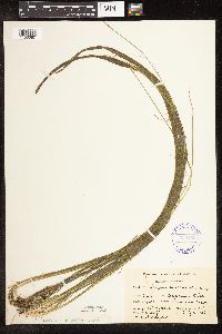 Schoenoplectus subterminalis image