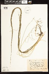 Schoenoplectus subterminalis image