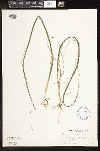 Schoenoplectus subterminalis image