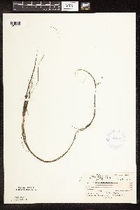 Schoenoplectus subterminalis image