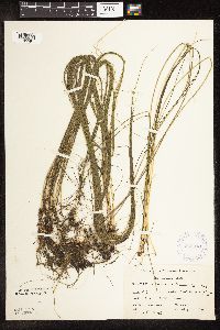 Schoenoplectus subterminalis image
