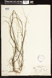 Schoenoplectus subterminalis image