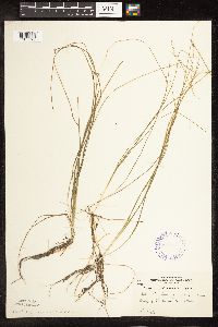 Schoenoplectus subterminalis image