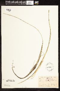 Schoenoplectus subterminalis image