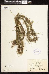 Schoenoplectus subterminalis image