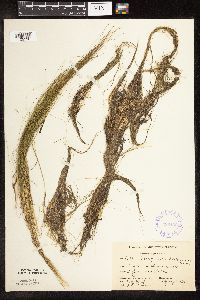 Schoenoplectus subterminalis image