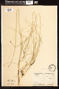 Schoenoplectus subterminalis image