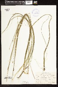 Schoenoplectus subterminalis image