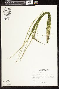 Schoenoplectus subterminalis image