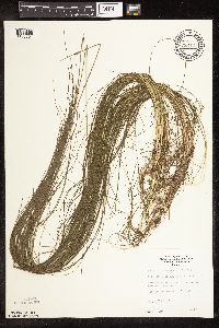 Schoenoplectus subterminalis image