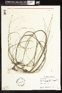 Schoenoplectus subterminalis image