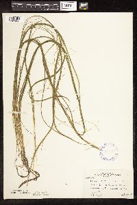 Schoenoplectus subterminalis image