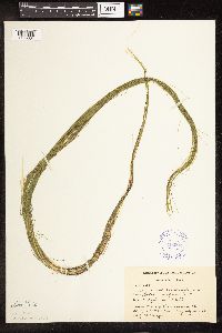 Schoenoplectus subterminalis image