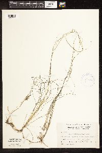 Schoenoplectus subterminalis image