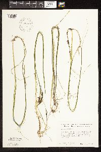 Schoenoplectus subterminalis image