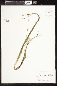 Schoenoplectus subterminalis image