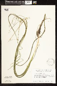 Schoenoplectus subterminalis image