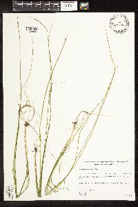 Schoenoplectus subterminalis image