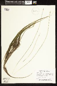 Schoenoplectus subterminalis image