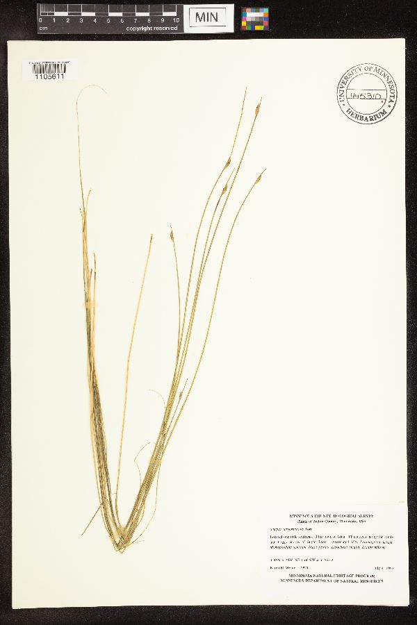 Schoenoplectus subterminalis image