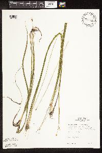 Schoenoplectus subterminalis image
