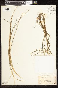 Schoenoplectus subterminalis image