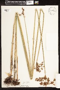 Schoenoplectus tabernaemontani image