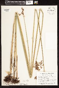Schoenoplectus tabernaemontani image