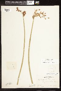 Schoenoplectus tabernaemontani image