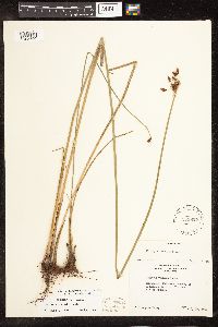 Schoenoplectus tabernaemontani image