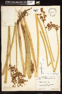 Schoenoplectus tabernaemontani image