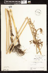 Schoenoplectus tabernaemontani image