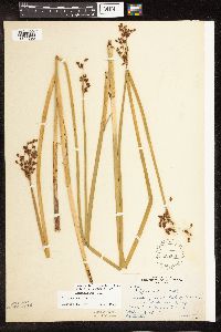 Schoenoplectus tabernaemontani image