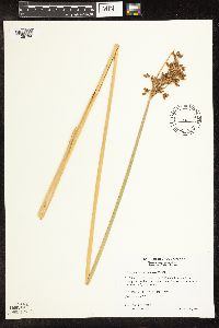 Schoenoplectus tabernaemontani image