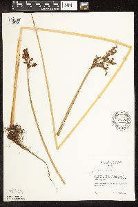 Schoenoplectus tabernaemontani image