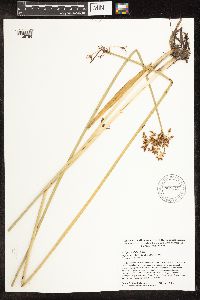Schoenoplectus tabernaemontani image