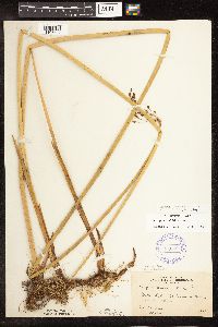 Schoenoplectus tabernaemontani image