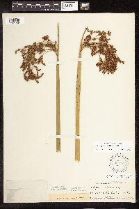 Schoenoplectus tabernaemontani image