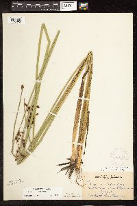 Schoenoplectus tabernaemontani image