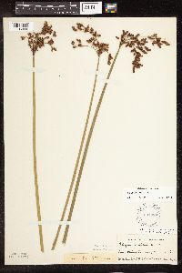 Schoenoplectus tabernaemontani image