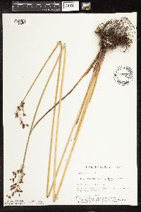 Schoenoplectus tabernaemontani image