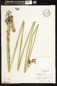Schoenoplectus tabernaemontani image