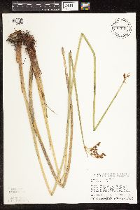 Schoenoplectus tabernaemontani image